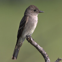 Western Wood-Pewee
